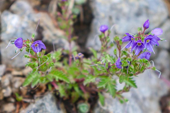 シラゲキクバクワガタ