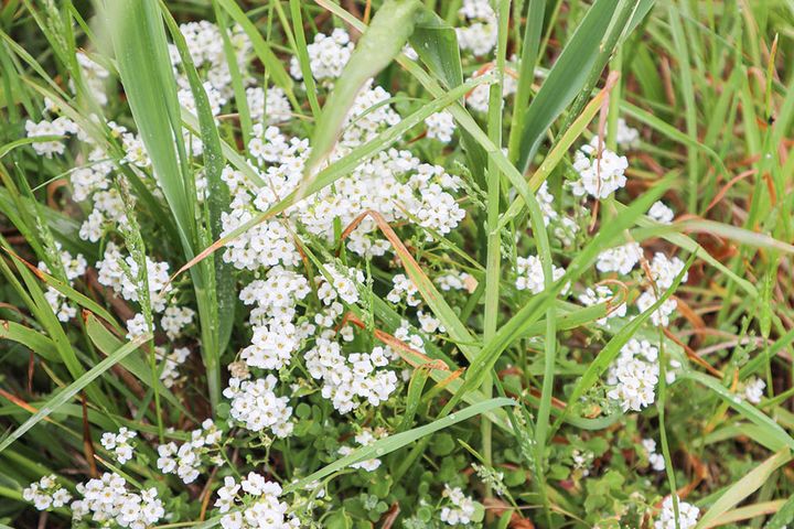 エゾイヌナズナ