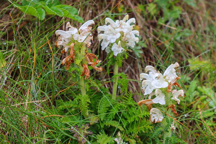 ネムロシオガマ