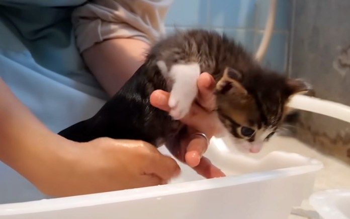 初めてシャンプーする子猫