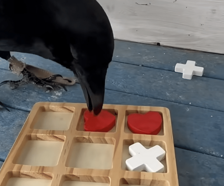カラスとゲーム対決！ 賢さと器用さにびっくりするよ！
