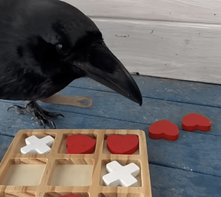 カラスとゲーム対決！ 賢さと器用さにびっくりするよ！