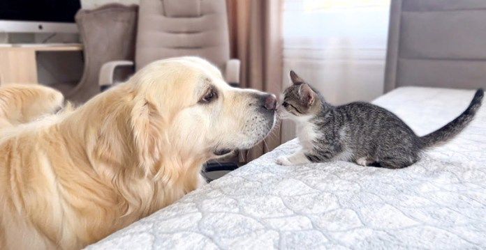 犬と子猫