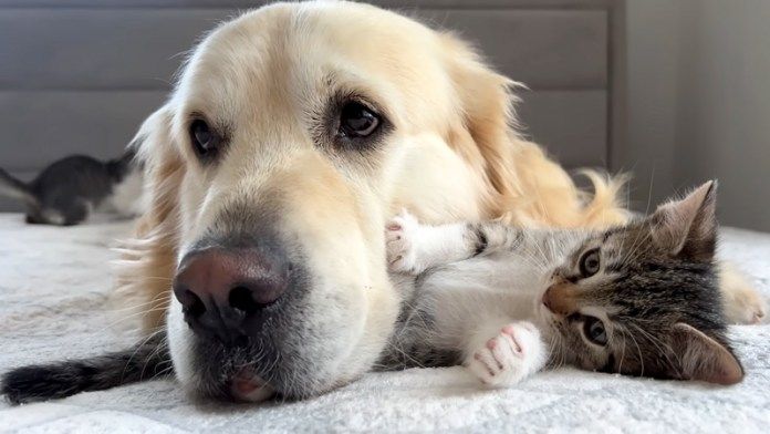 犬と子猫
