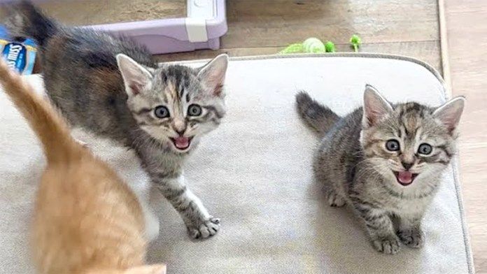 ご飯を要求する子猫達