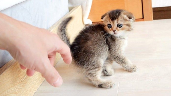 くすぐられる子猫