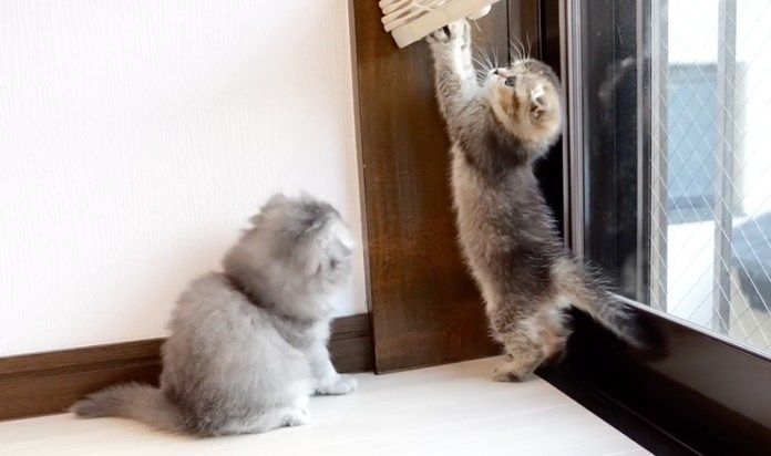 イタズラ好きの子猫