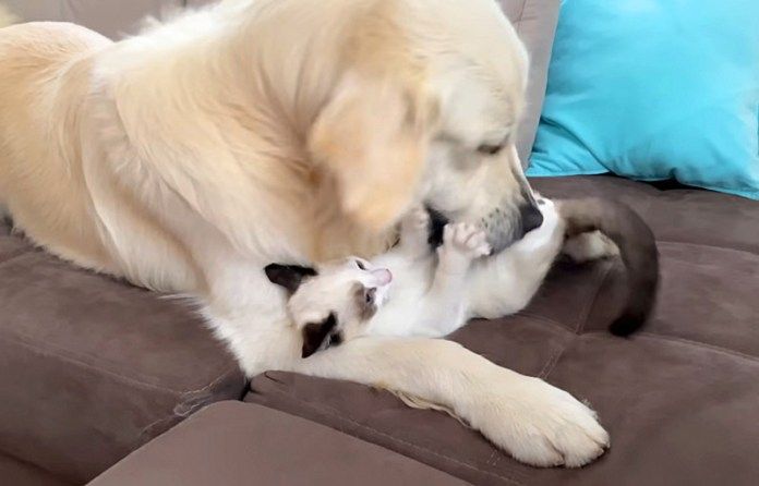 仲良しな子猫と犬