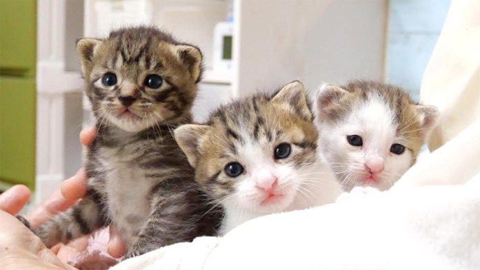 膝の上の子猫達