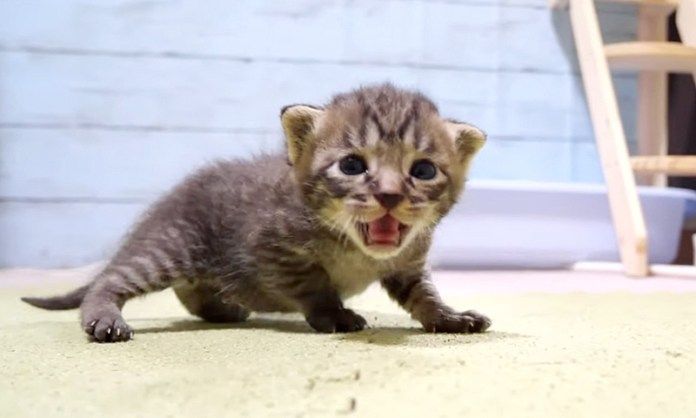 大きな声で鳴く子猫