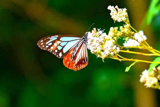 前世が分かる心理テスト 蝶