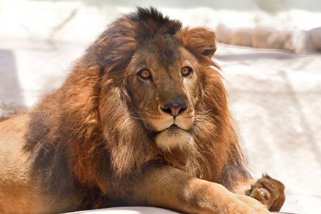 前世が分かる心理テスト ライオン