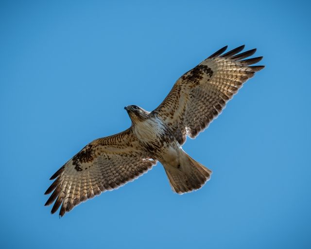 前世が分かる心理テスト 鳥