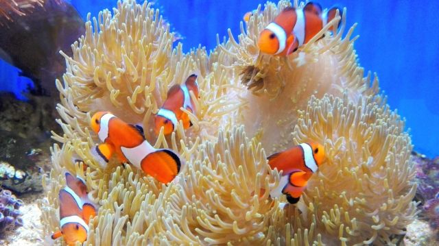 前世が分かる心理テスト 熱帯魚