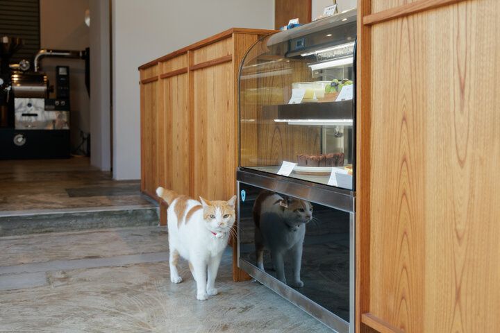 看板猫に会えるかな♪愛知・犬山の「珈琲ボタン」で城下町散策のひと休み