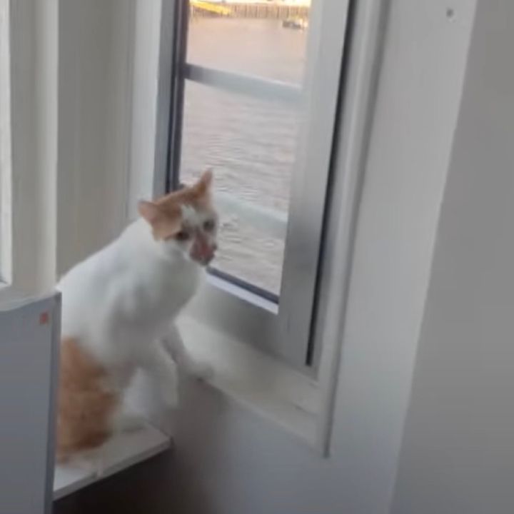 この窓を開けろとせがむ飼い猫の、視線の先と初顔合わせ