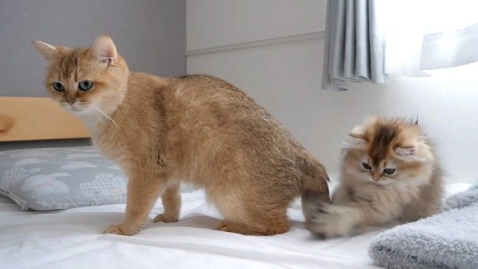 シッポで遊ぶ子猫