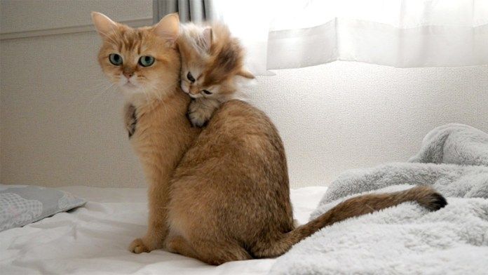 バックハグする子猫