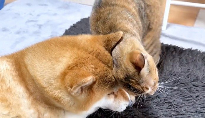 柴犬のことが大好きな猫