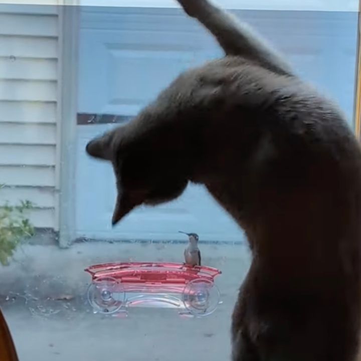 小ささとかわいさに立ちて悶える猫、窓辺で水飲むハチドリの