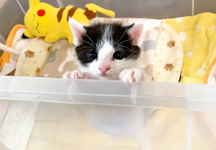 出してアピールする子猫