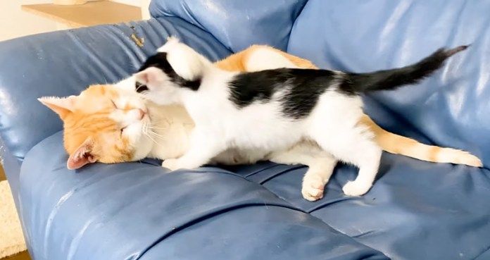 先住猫にかまってアピールする子猫