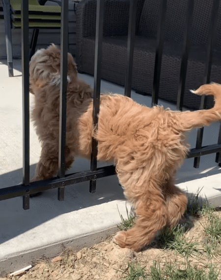前にも後ろにも進めない〜！ 困った状態に陥る犬さん。。。