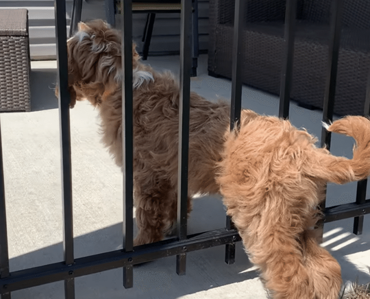 前にも後ろにも進めない〜！ 困った状態に陥る犬さん。。。