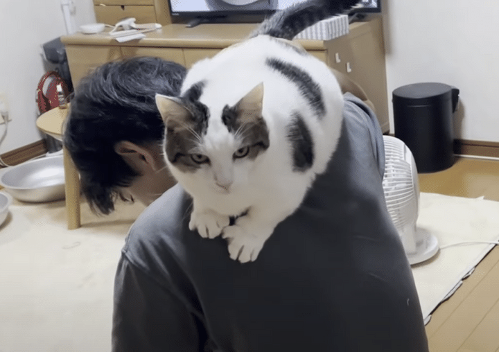 要求が多い猫！ 鳴けば何をしても大丈夫と思っているのね 笑