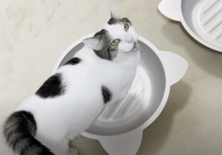 要求が多い猫！ 鳴けば何をしても大丈夫と思っているのね 笑