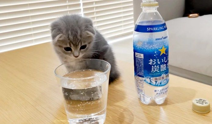 炭酸水が気になる子猫