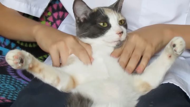 男子からスパマッサージを受ける猫、心地を顔とポーズで表現