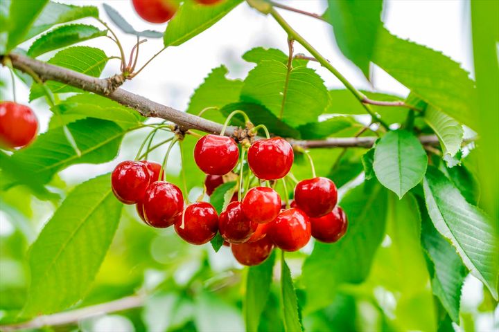 「行ってみたい果物狩り」ランキングの結果は？