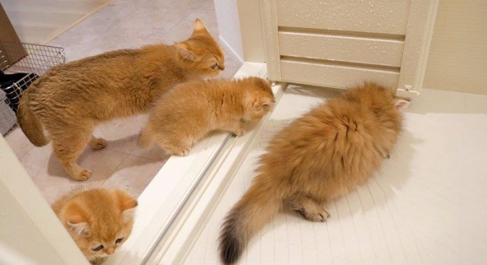 お風呂を探索する猫達