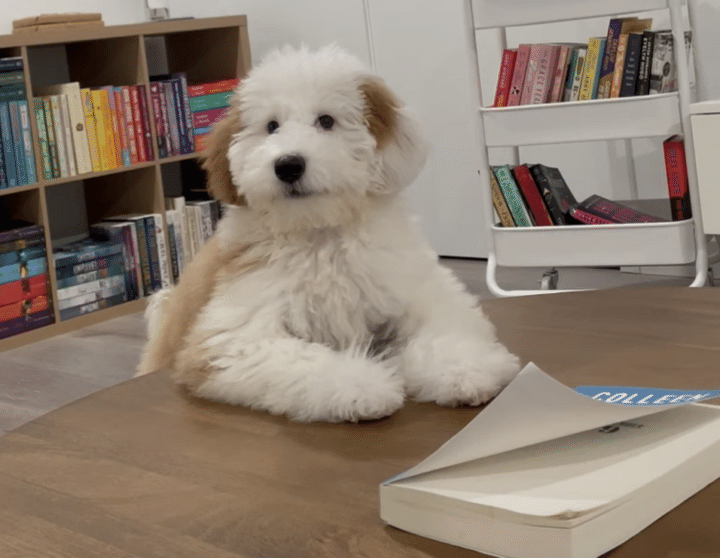 愛犬に「吠えちゃダメ！」と注意したら、反則級の可愛いリアクションが返ってきた♡