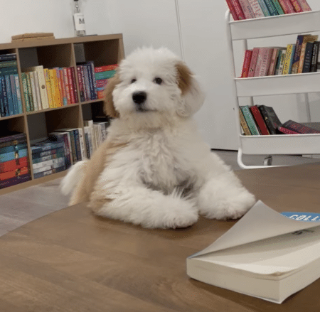 愛犬に「吠えちゃダメ！」と注意したら、反則級の可愛いリアクションが返ってきた♡