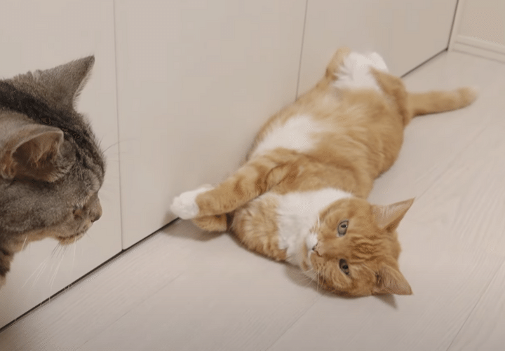 まだまだ暑いやぁ。 冷房を止めたら猫さんの反応は？