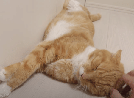 まだまだ暑いやぁ。 冷房を止めたら猫さんの反応は？