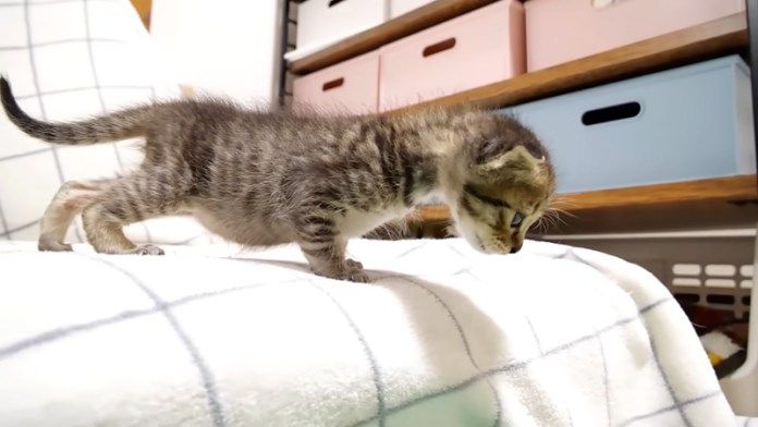 ソファーから降りられない子猫