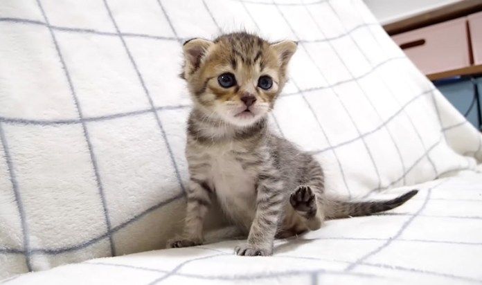 ソファーの上の子猫
