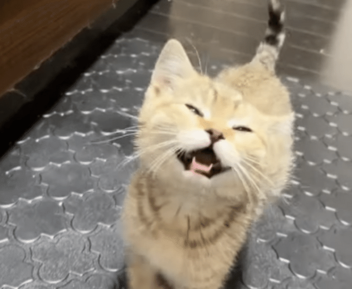 ゴハン待てないよー！ 催促にくる子猫が可愛すぎ♡