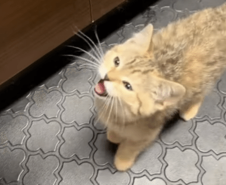 ゴハン待てないよー！ 催促にくる子猫が可愛すぎ♡