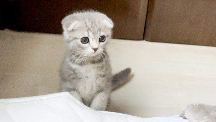 飼い主さんを起こしに来た子猫