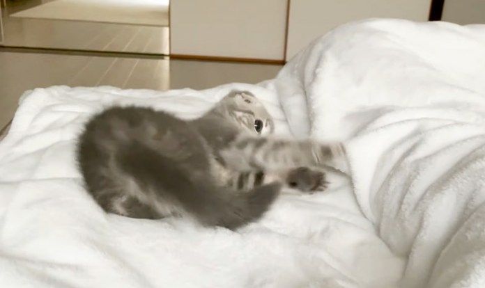 飼い主さんを起こす子猫