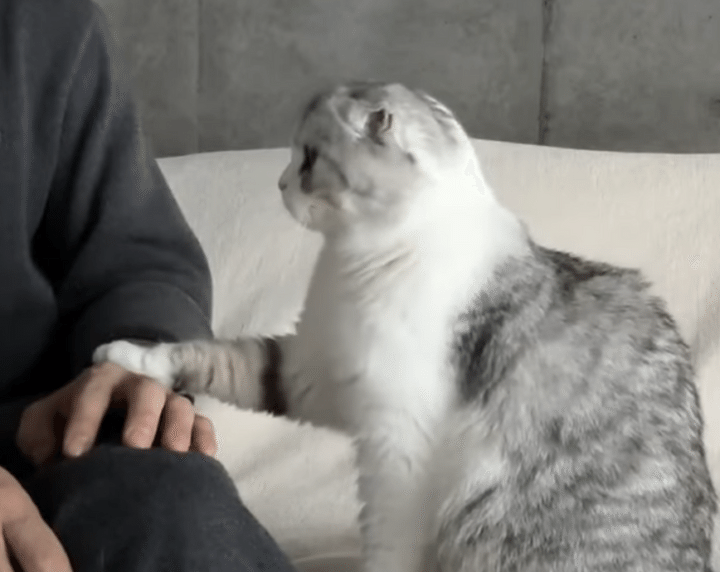 猫「あのね、お願いにゃの」 飼い主の手をトントンして頼みたかったのは