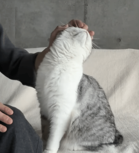 猫「あのね、お願いにゃの」 飼い主の手をトントンして頼みたかったのは