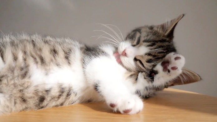 毛づくろいする子猫