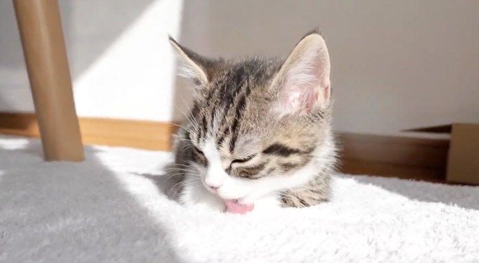 毛づくろいする子猫