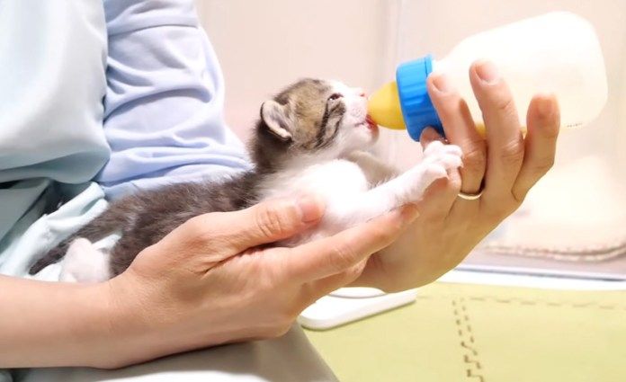 ミルクを飲む子猫