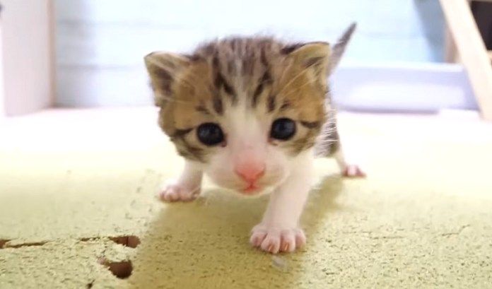 ミルクが飲みたい子猫